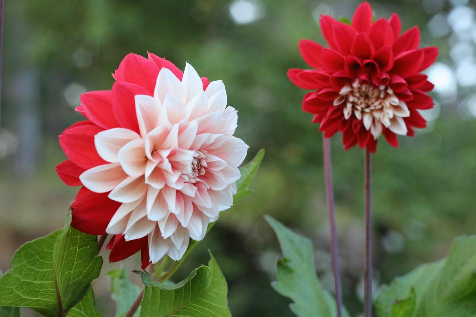 Potato Blossom Flower Red And