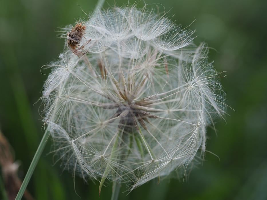 Dandelion Nature Green