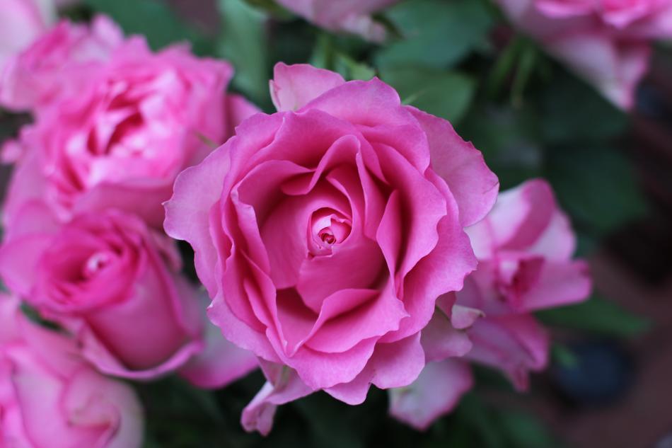 Flower Rose Pink