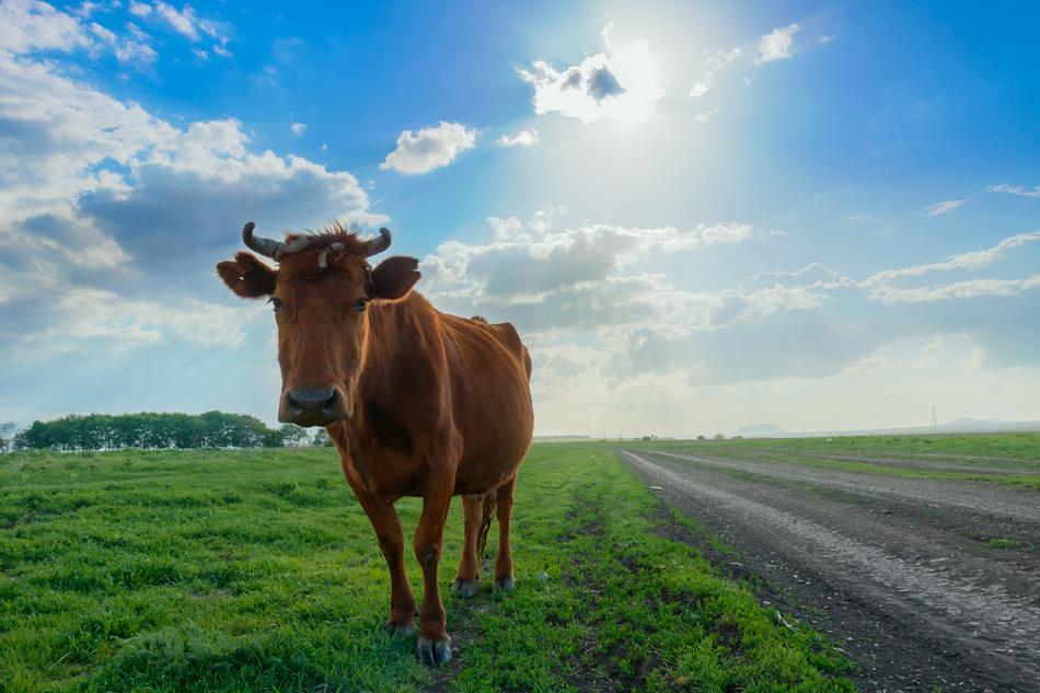 domestic cattle on pasture at sunlight