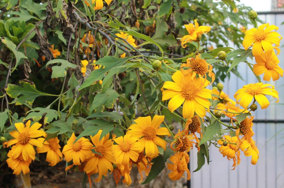 flower bush in the backyard
