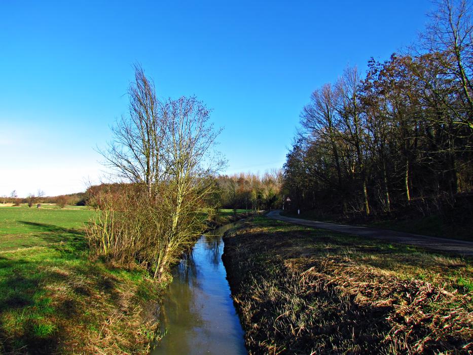 a tree near the river