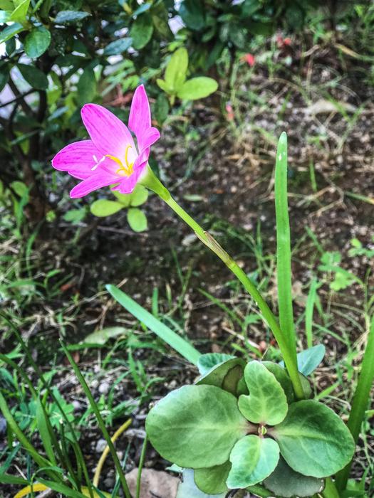 a little flower in the green grass landscape