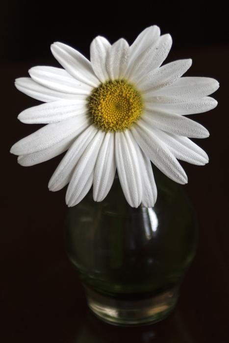 Daisy Flower White