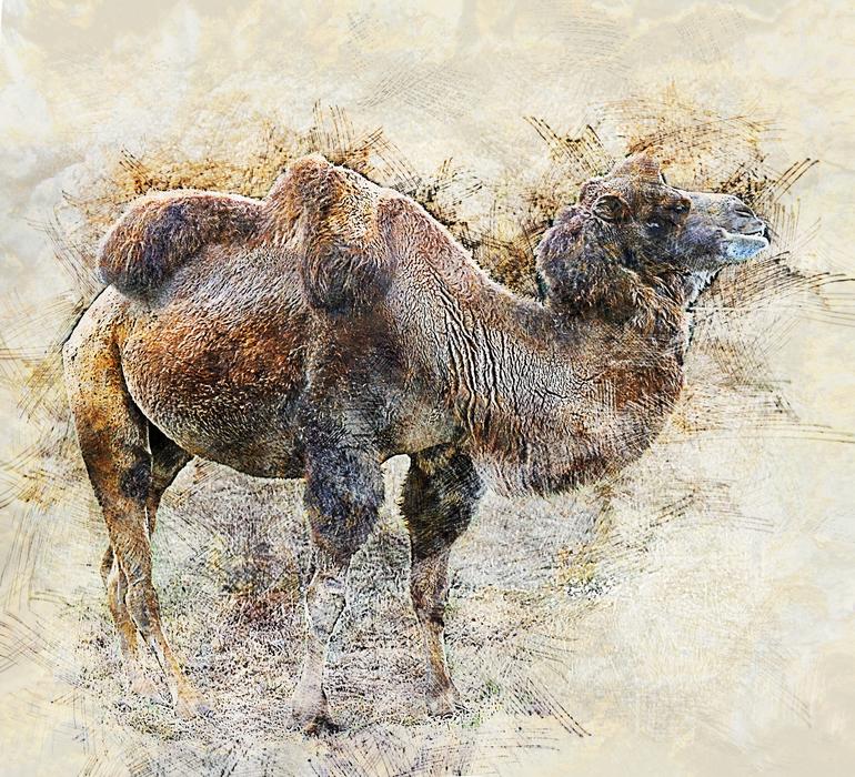 a drawing of a camel in the background