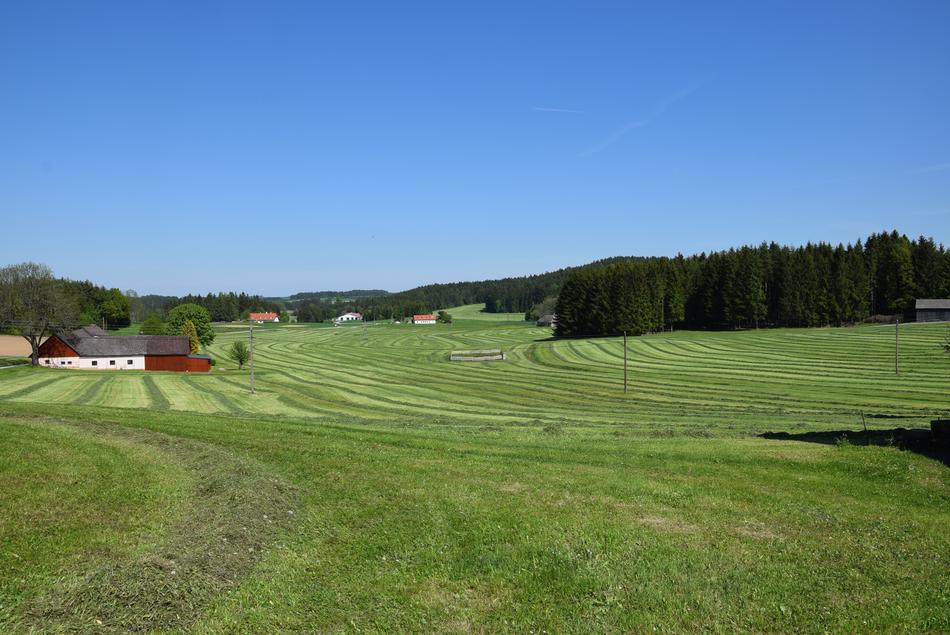 green grass in trees landscape