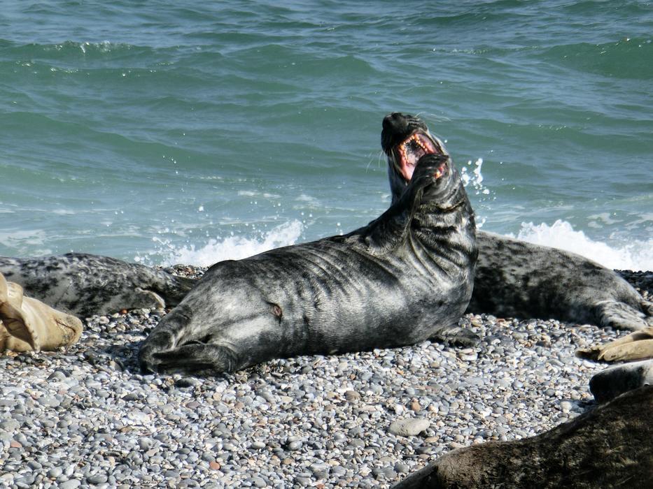 Seerobbe Sea Seal