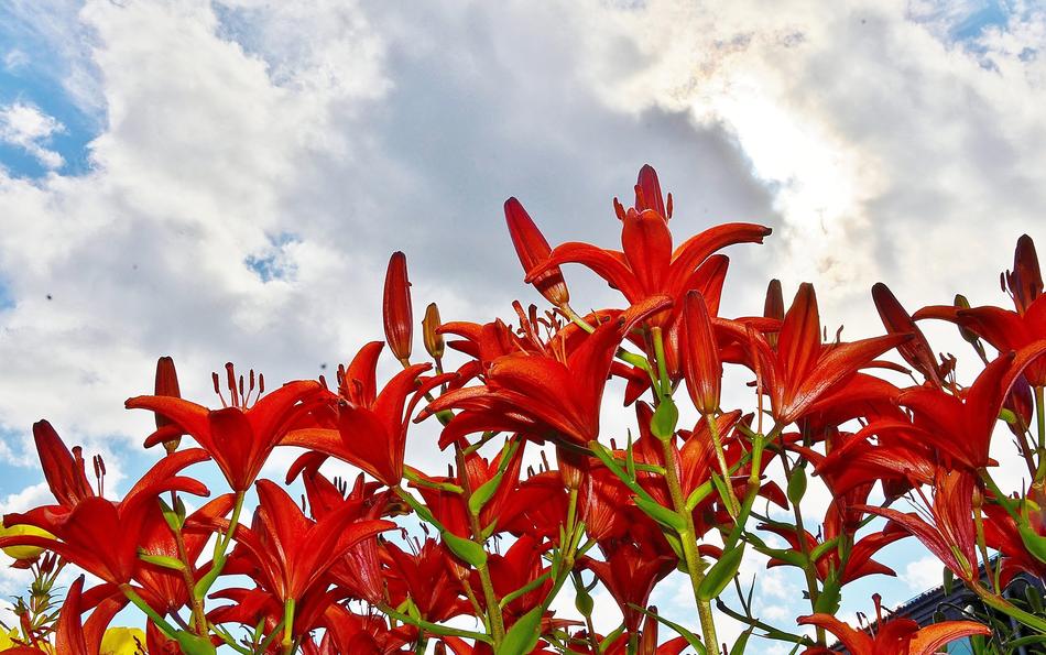 red flowers on the sky background