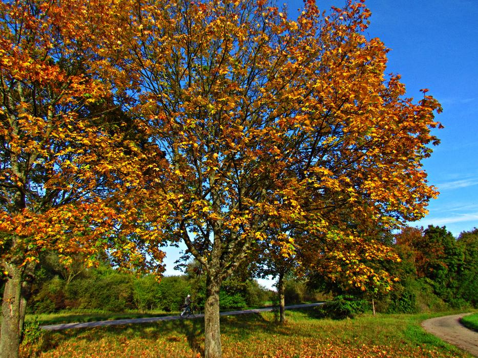 autumn leaves in a green field