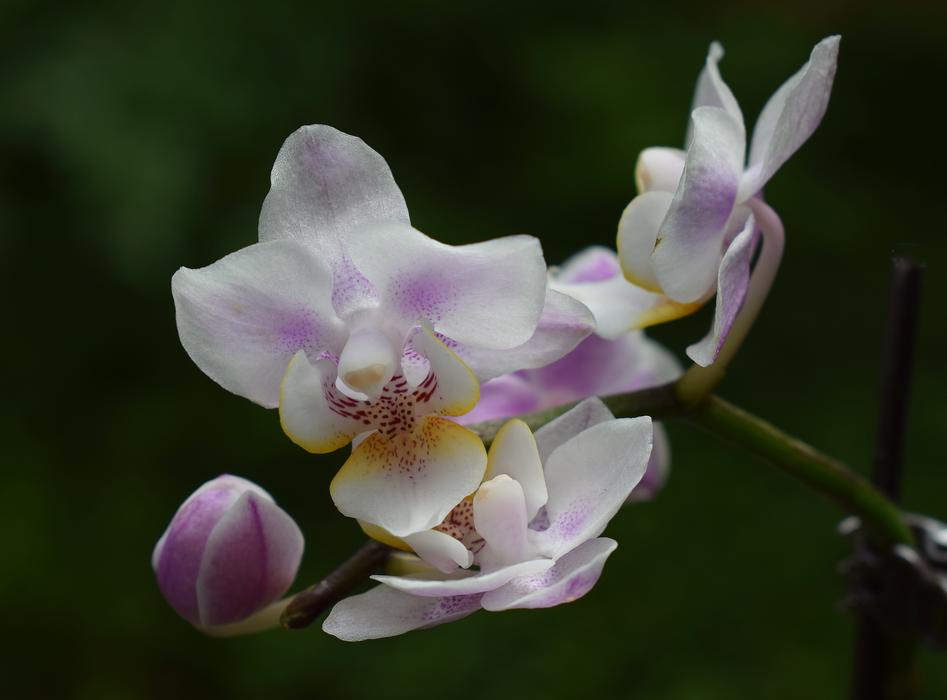 white flower with a pink pattern