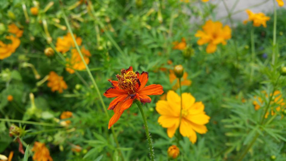 Flower Orange Garden