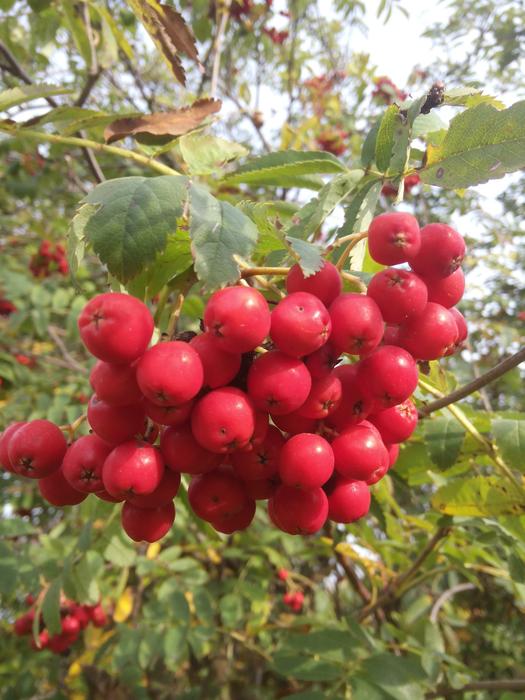 Rowanberries Plant Close Up view