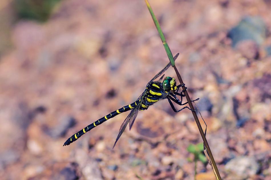 Source Virgin Dragonfly