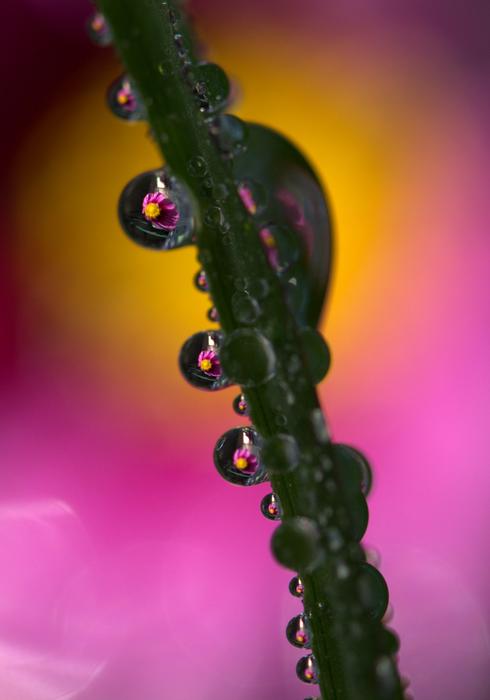flower stem in water drops