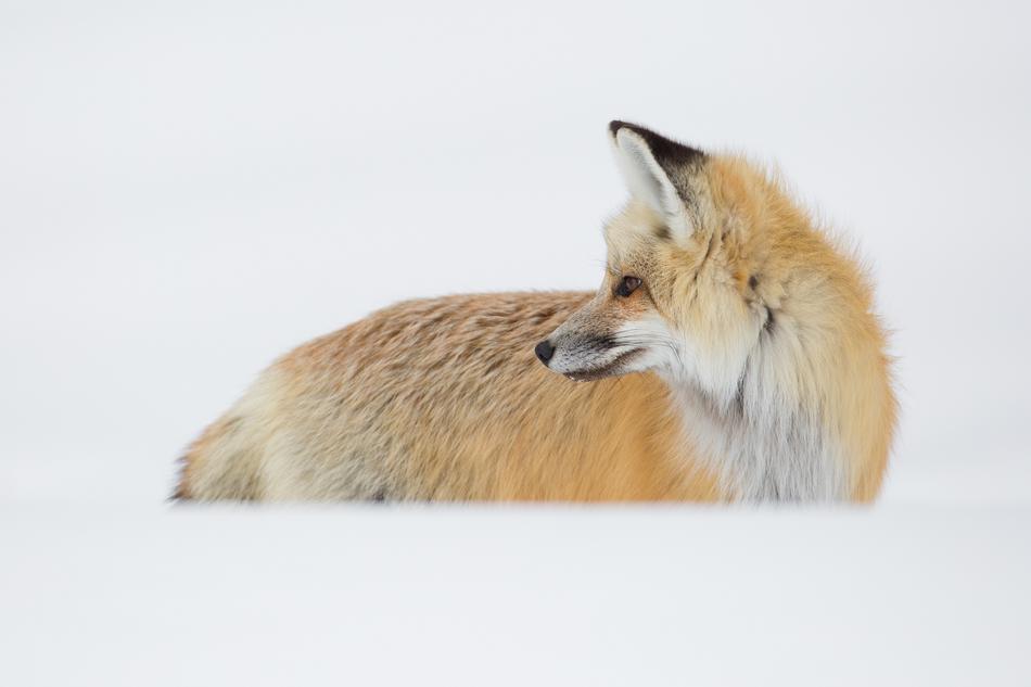 Red Fox Portrait Looking