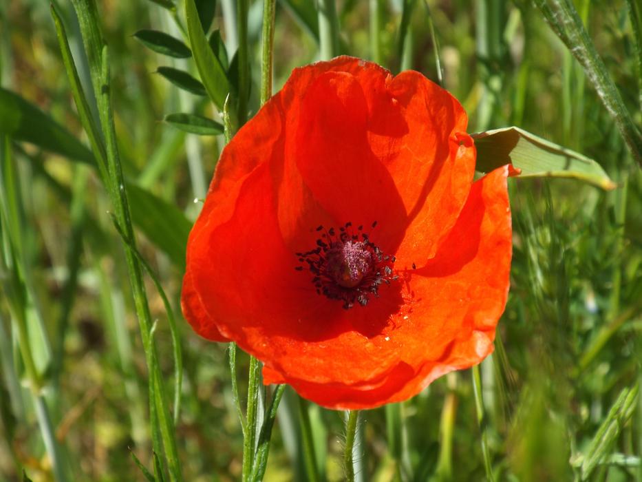 Field Flower Meadow Poppy