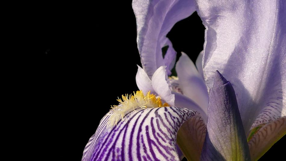 Iris Blossom Bloom