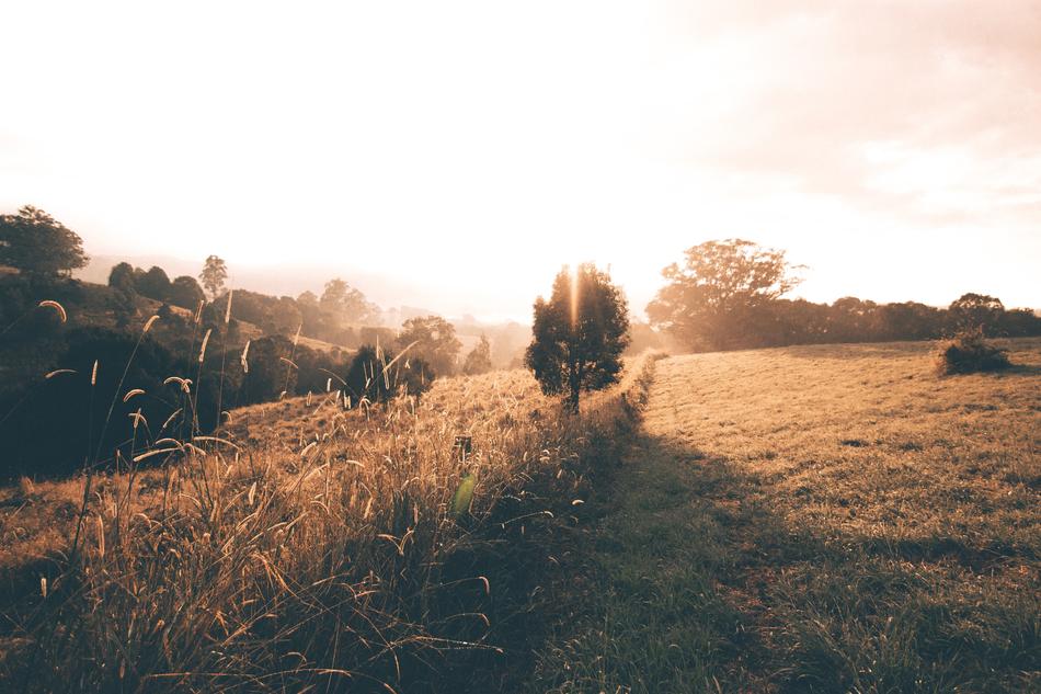 beautiful wild field with trees landscape