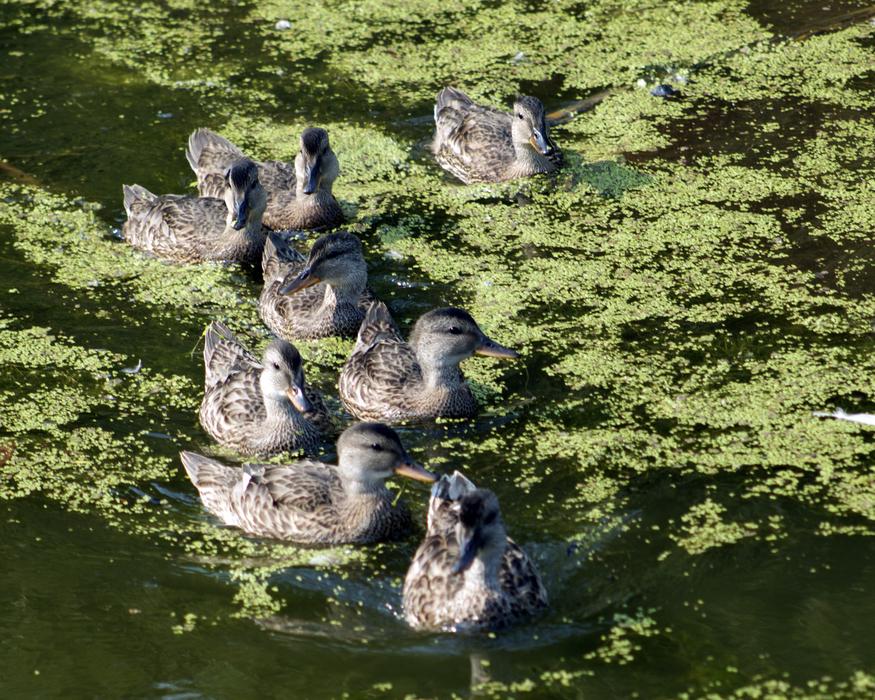 gray ducks in a green swamp