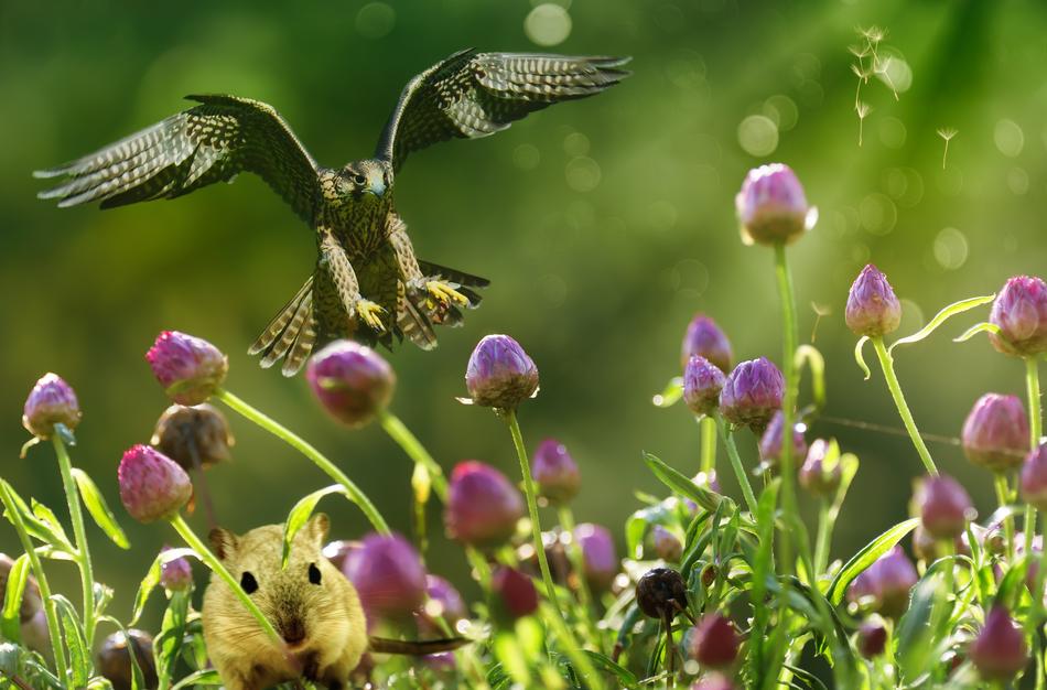 Photomontage Composing of falcon at Nature