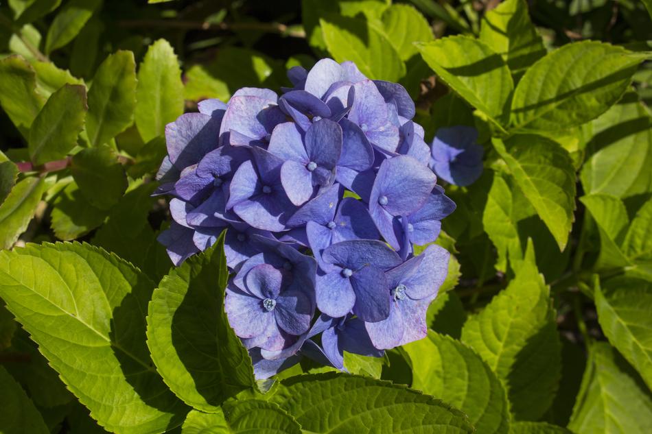 Hydrangea Flower purple flower exotic