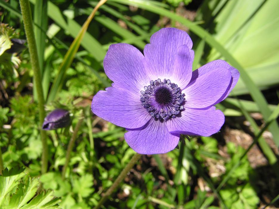 purple flower on green grass landscape