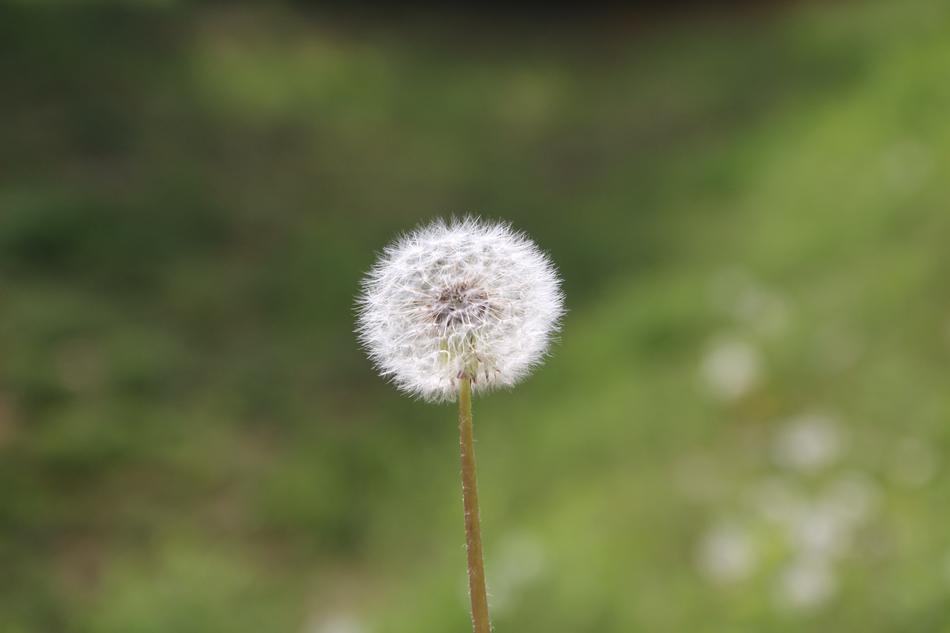 Dandelion Flower Seeds at sunlight