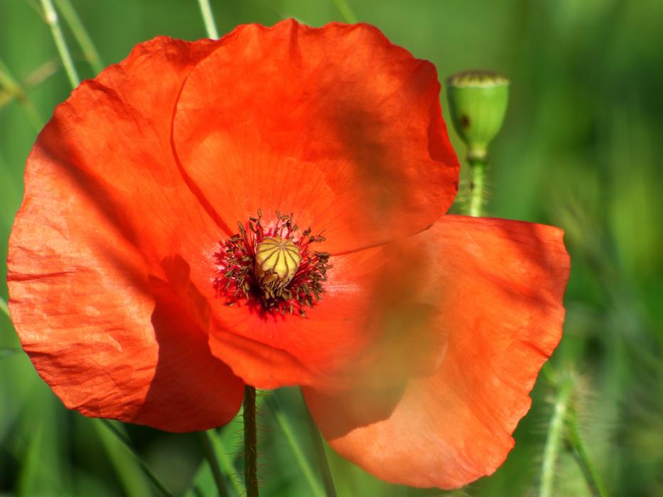 red flower on green grass