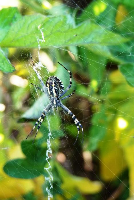 Spider in Nature