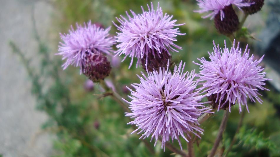 prickly purple flowers in the field