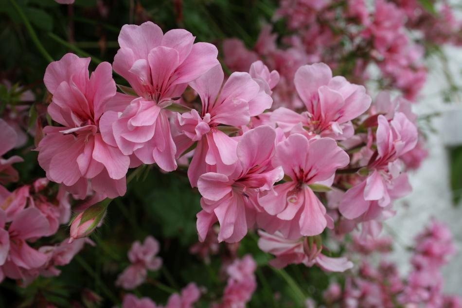 pink flowers landscape background