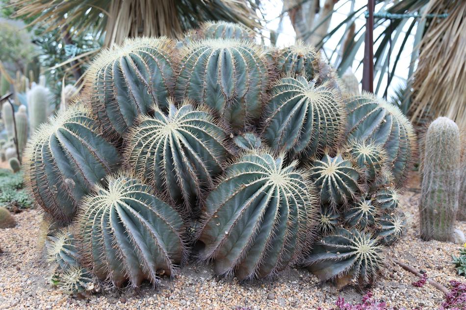 Plants Nature