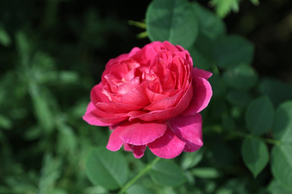 Flower Nature Free