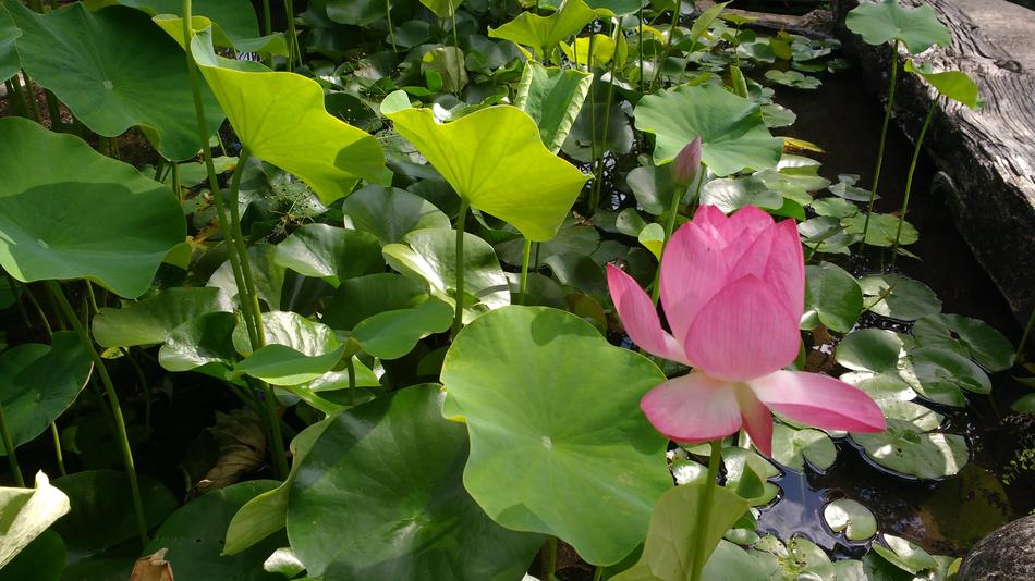 little flower with green leaves