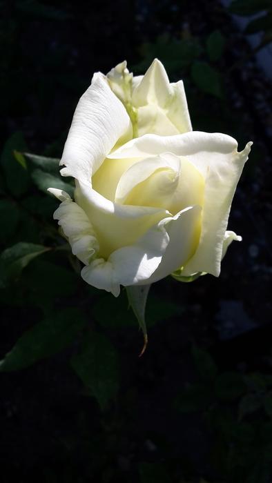 Rose White