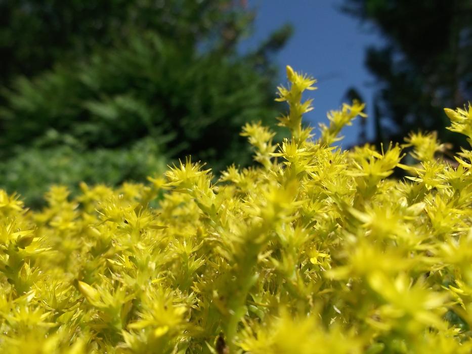 Yellow Plants in Spring