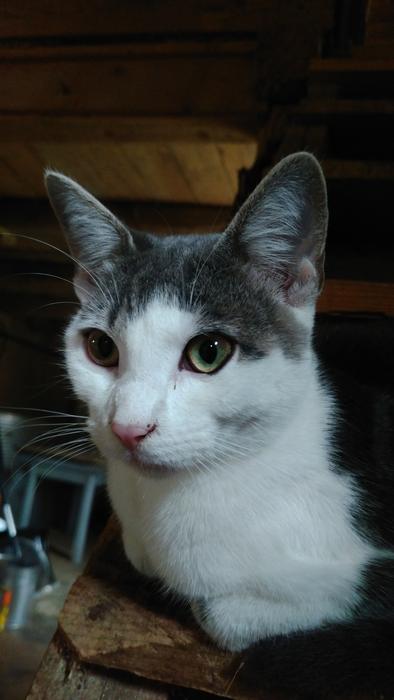 Cat Sweet Cute