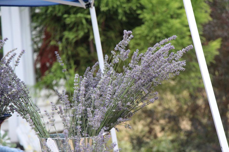 wildflowers dry bush