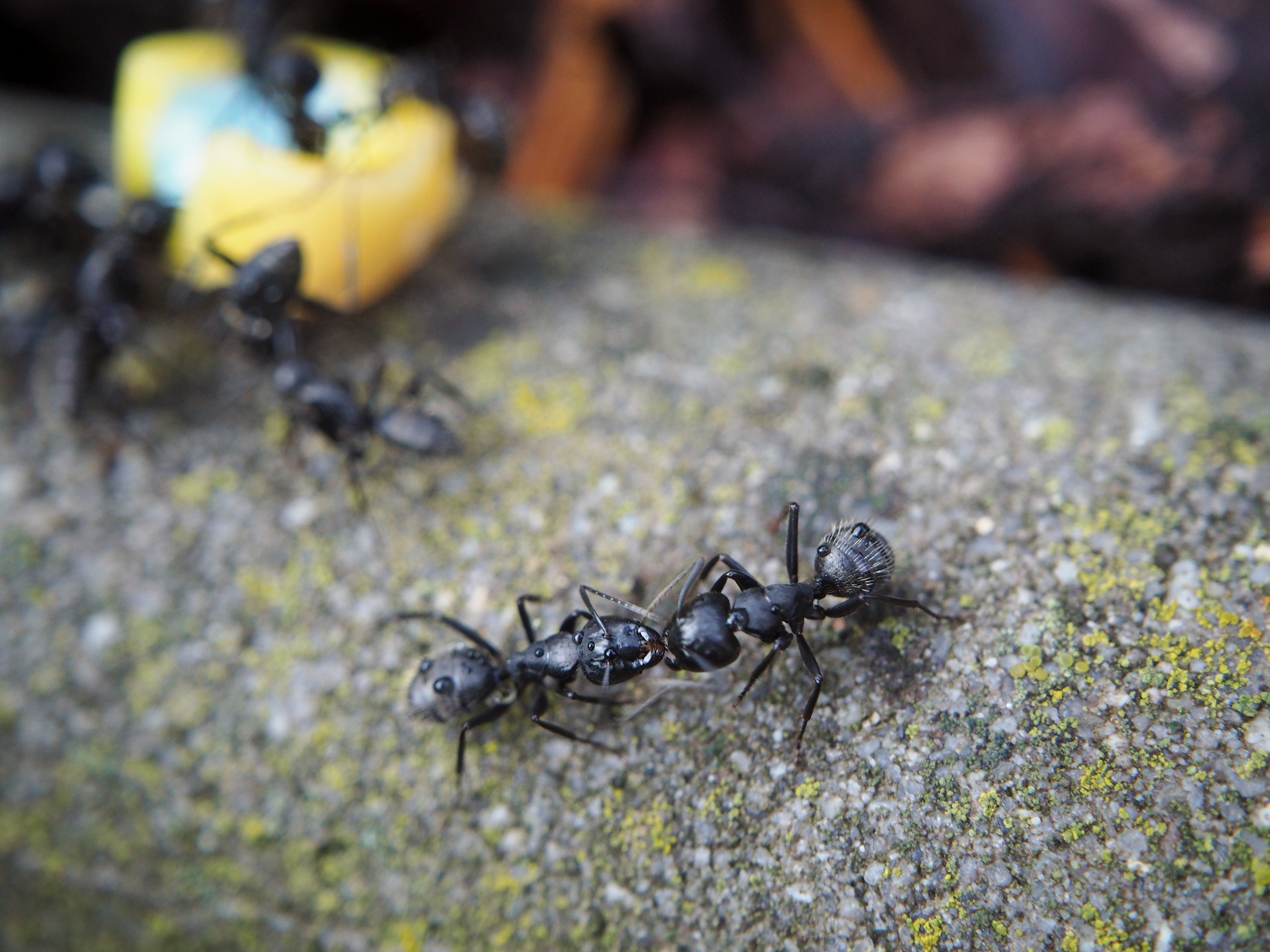 Черные муравьи появились. Муравейник черного садового муравья. Черный садовый муравей личинки. Мелкие черные муравьи. Большой черный муравей.