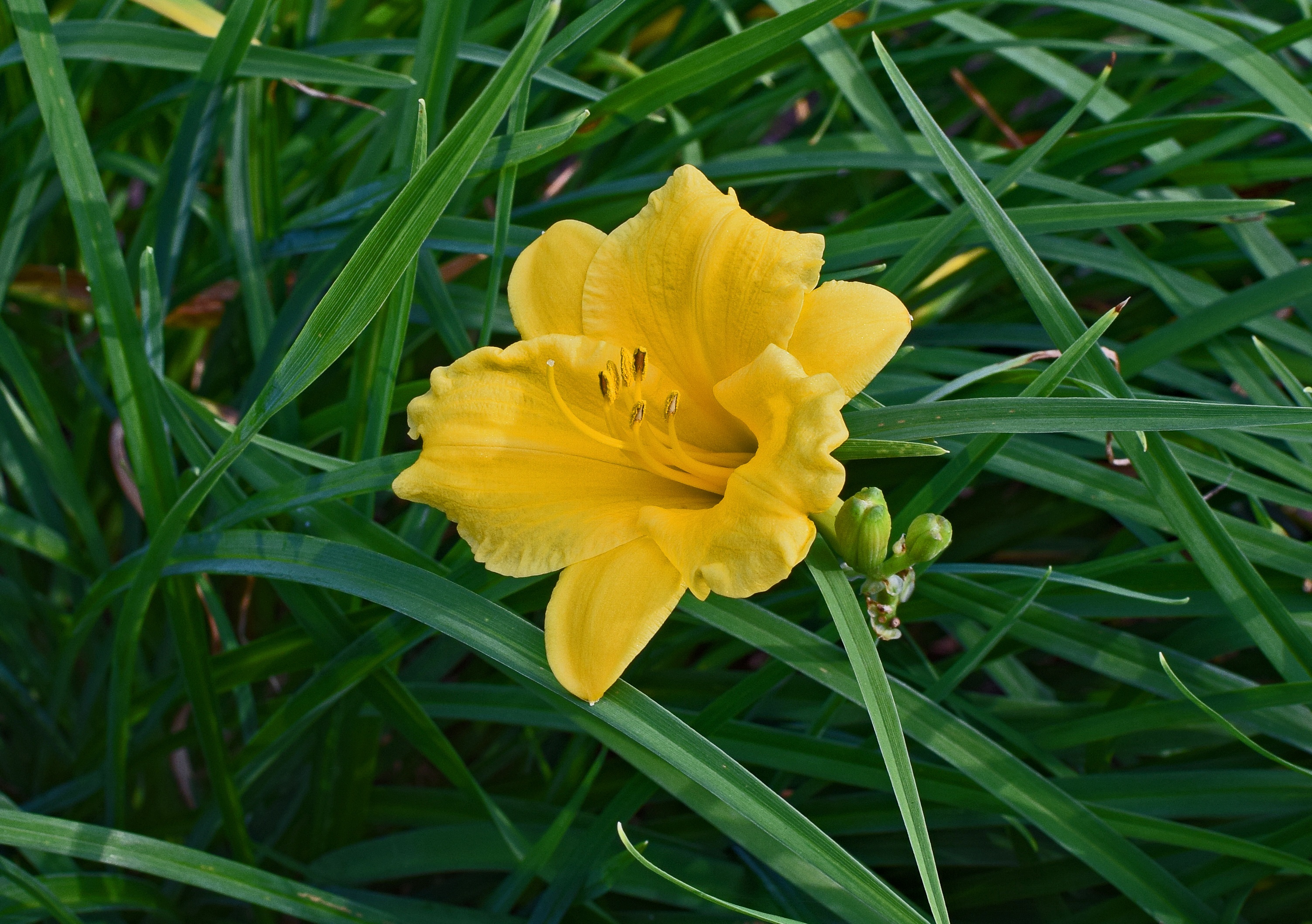 Daylily Lily Bud free image download