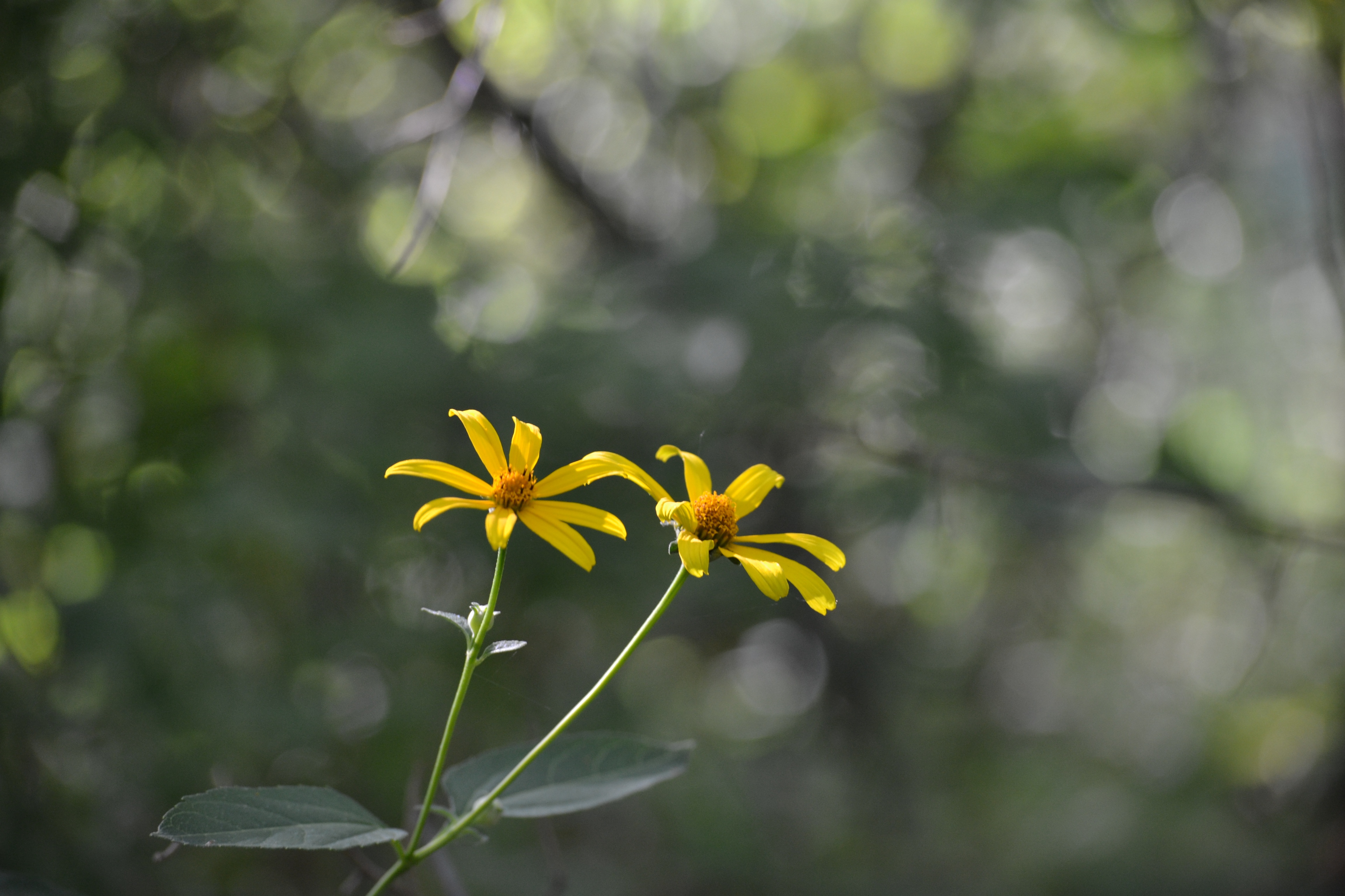 Summer bloom