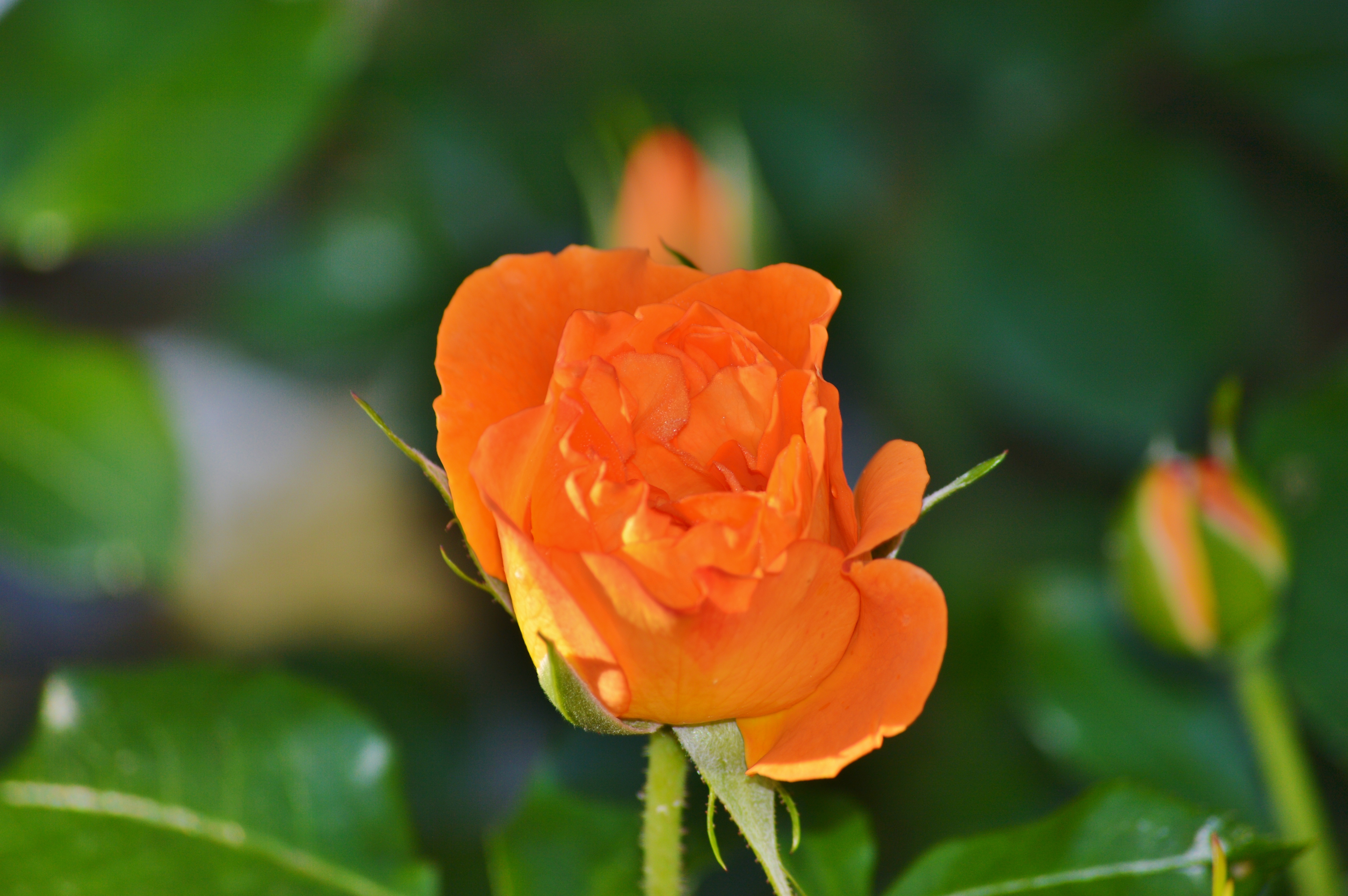 Роза апельсин фото и описание