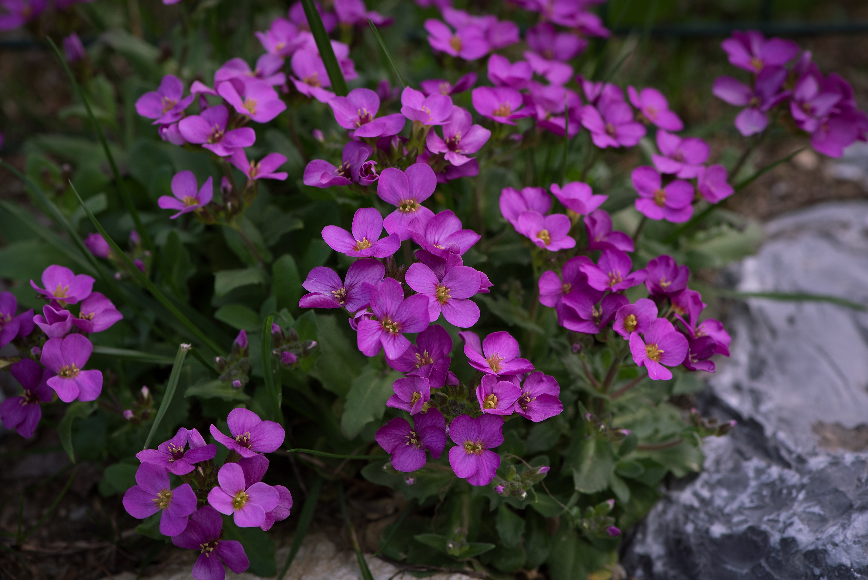 Purple Cushion Flowers in garden free image download