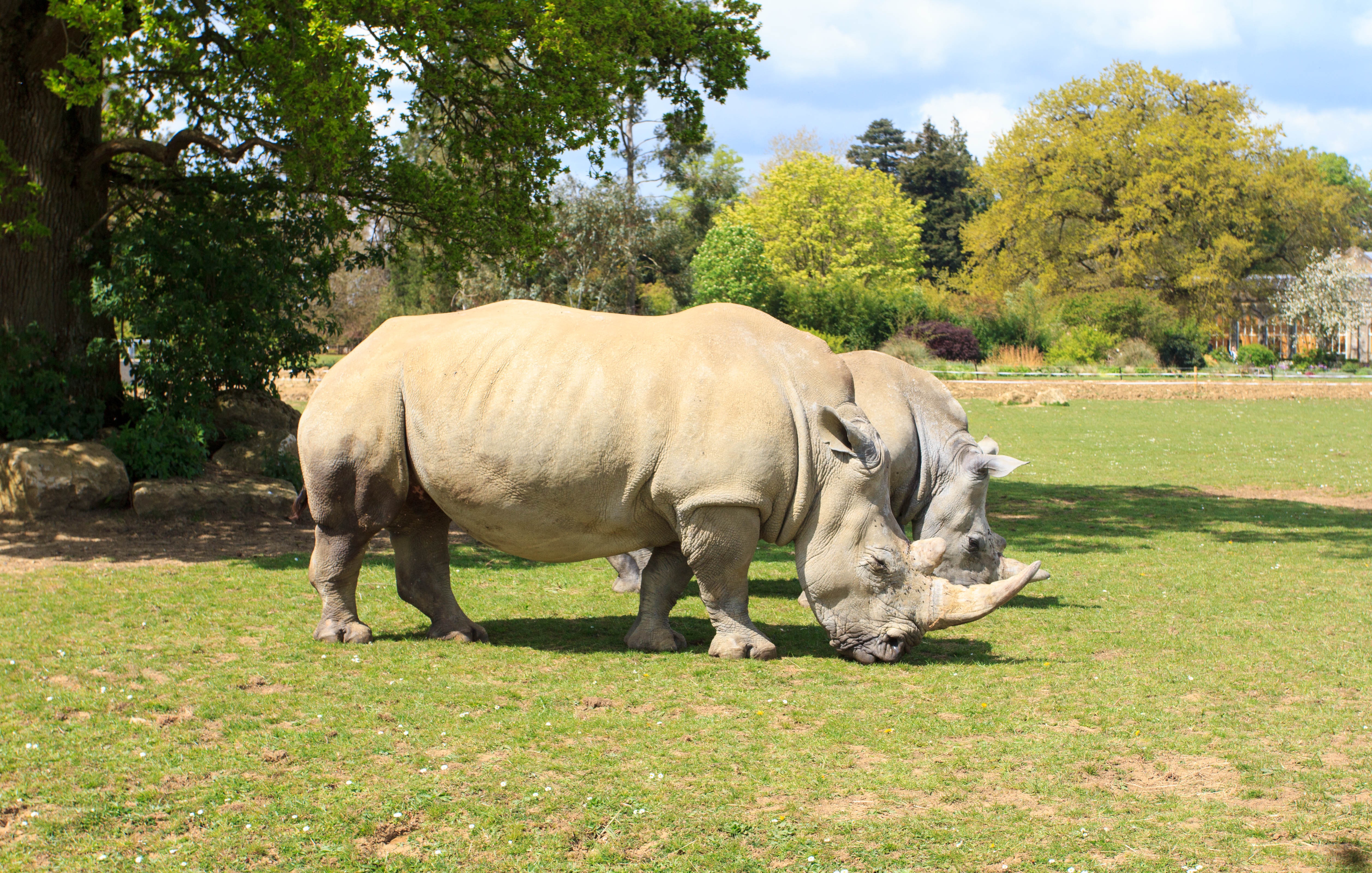 носорог в московском зоопарке