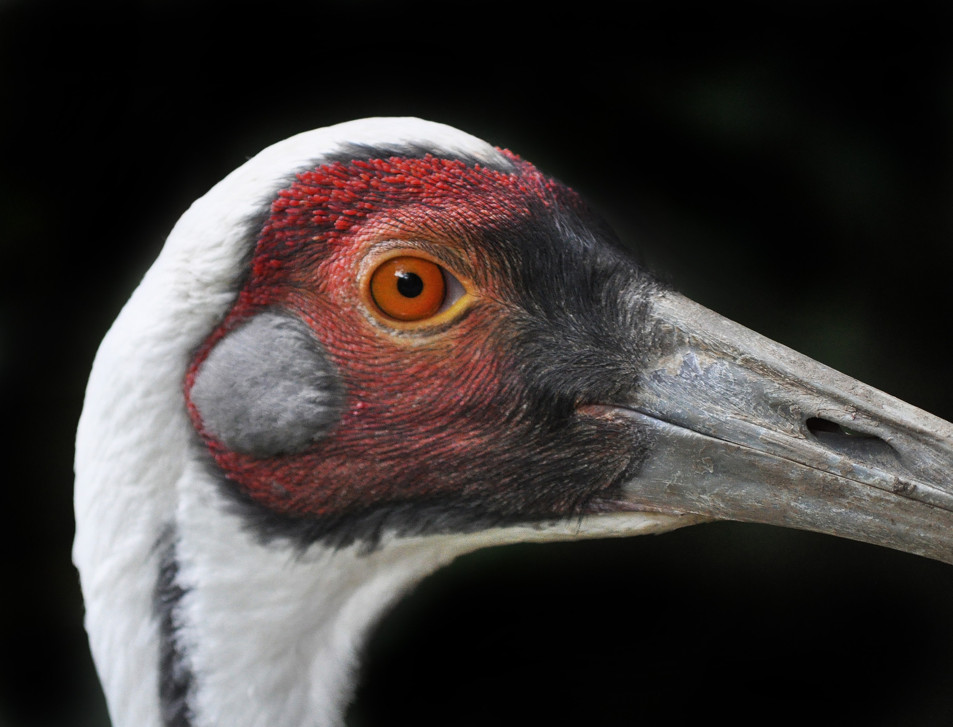 Wild Bird In Zoo Free Image Download