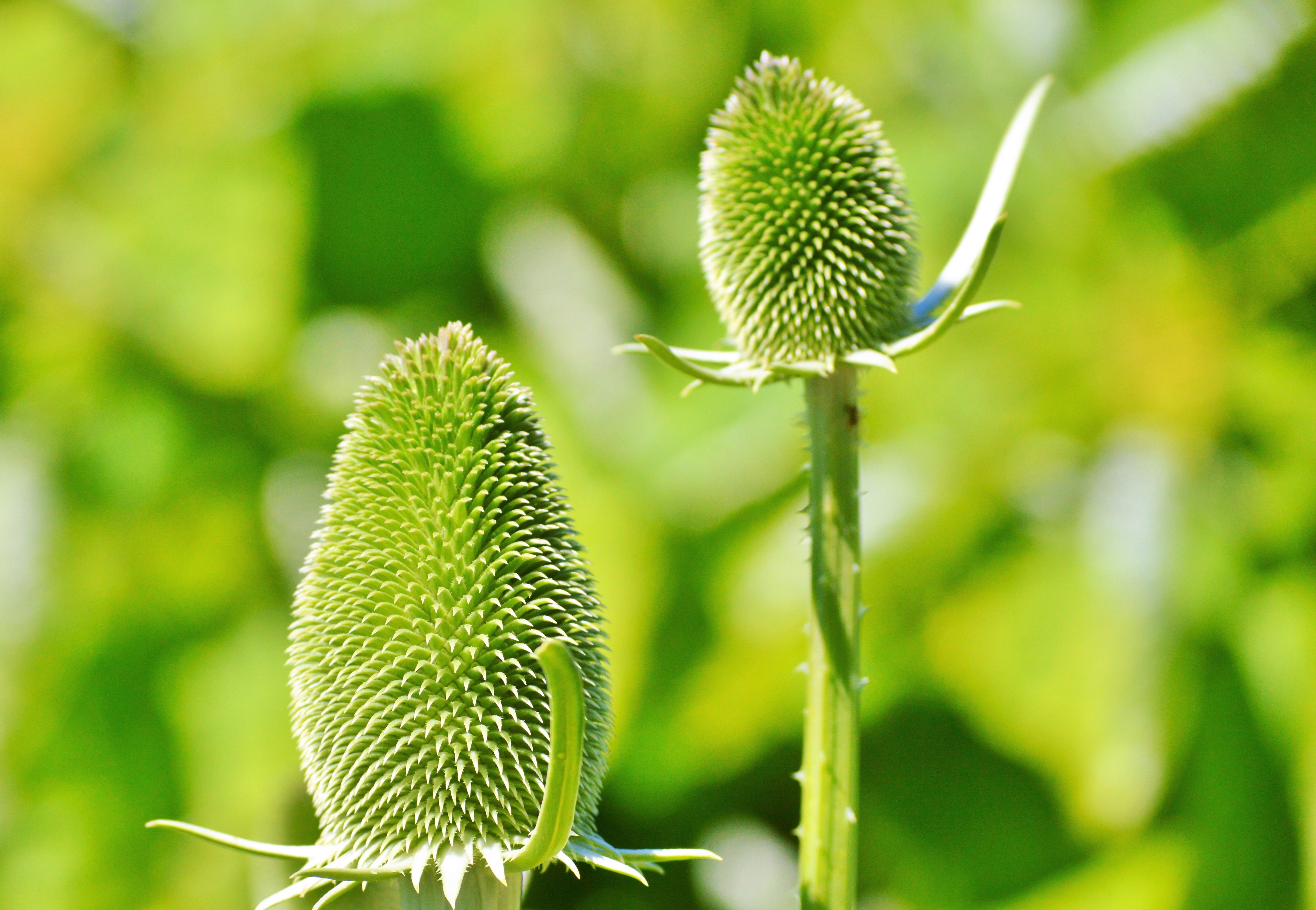 Научные растения. Dipsacus sativus. Умные растения. Кардон растение. Самое умное растение.