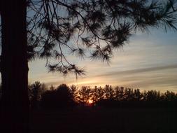 silhouette of the forest on soltsna