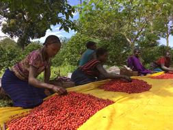 people process coffee beans