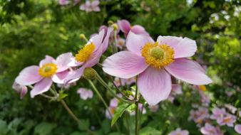 Fall Anemone Shrub Blossom
