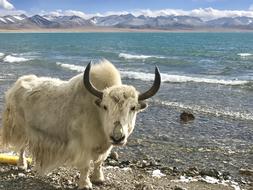 Namtso The Big White Cow December